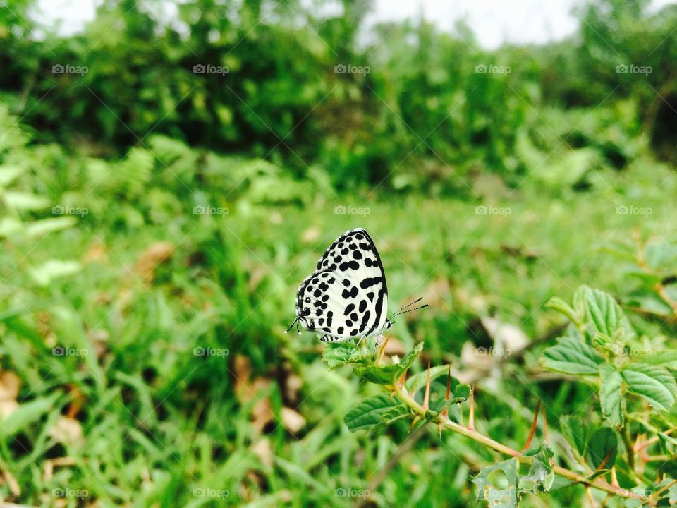 Small black dotted butterfly resting...
