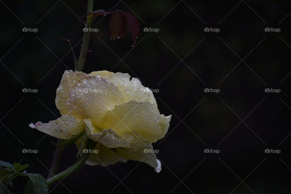 rose in the rain