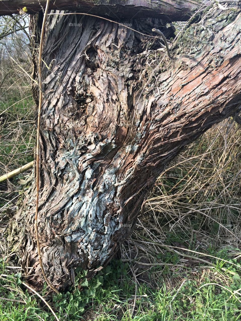 Tree, Nature, Wood, Bark, Trunk