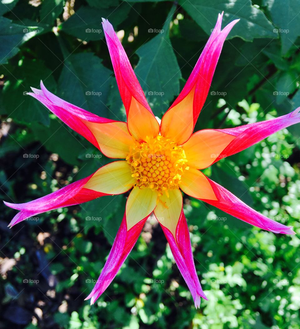 Summer's last  colors