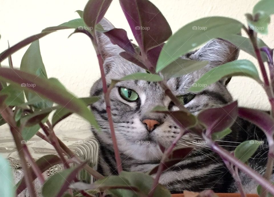 Cat in the jungle