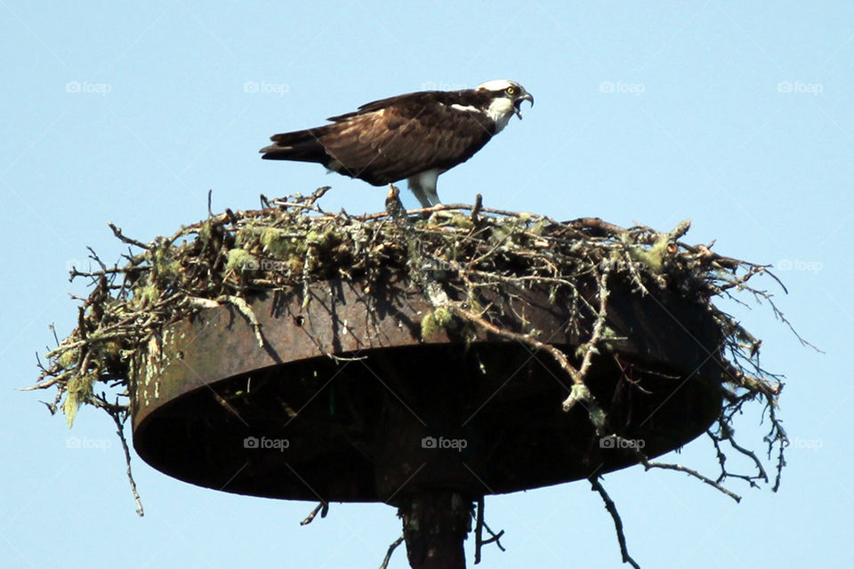 Osprey and nest 