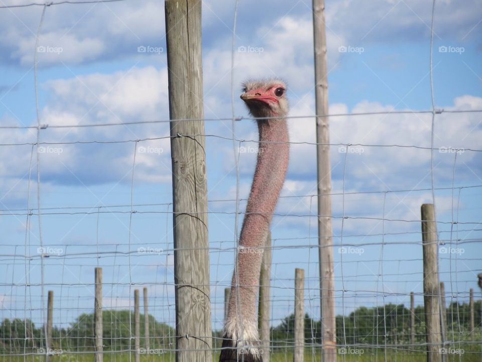 A closeup on a ostrich