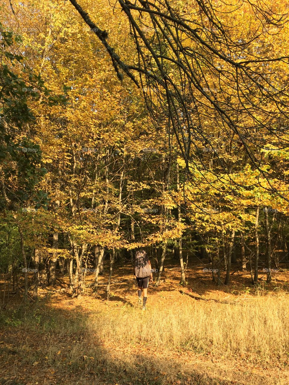 hiking in the forest