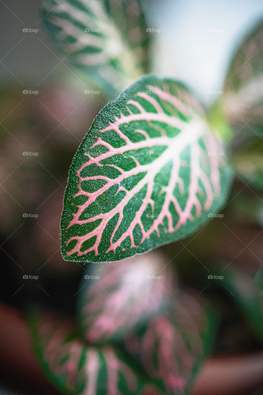 Fittonia