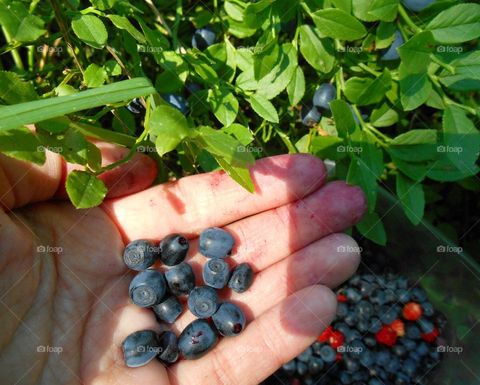 Hand holding blueberries