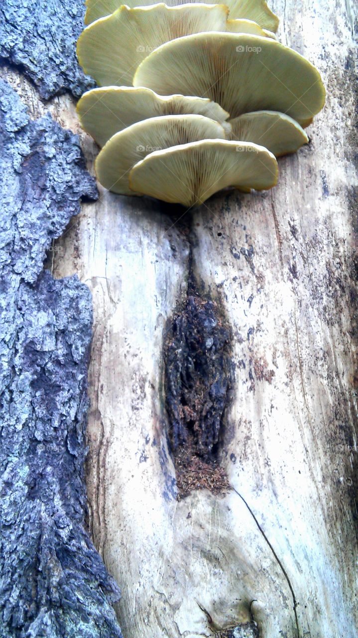 Fungus, Nature, Wood, Desktop, Mushroom