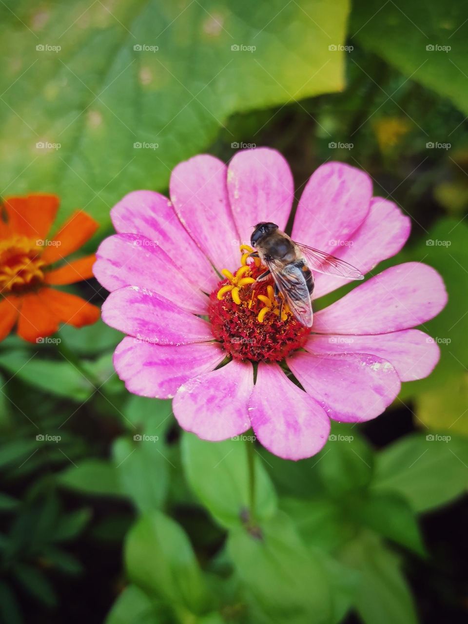 bee on flower