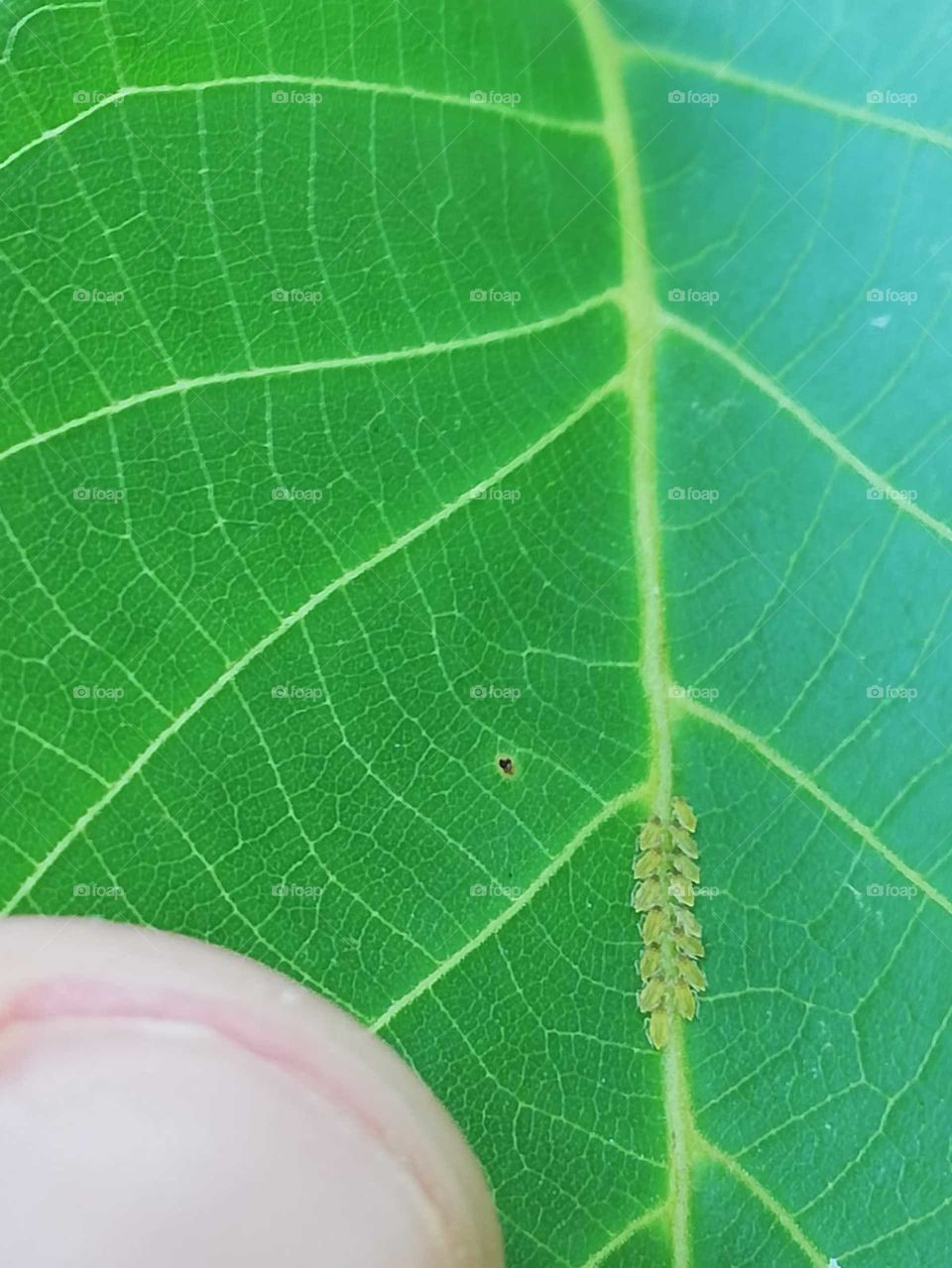 leaf insecta egg