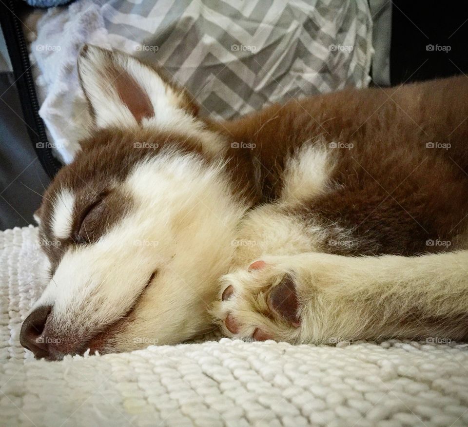 Always nap time for sleepy puppy 