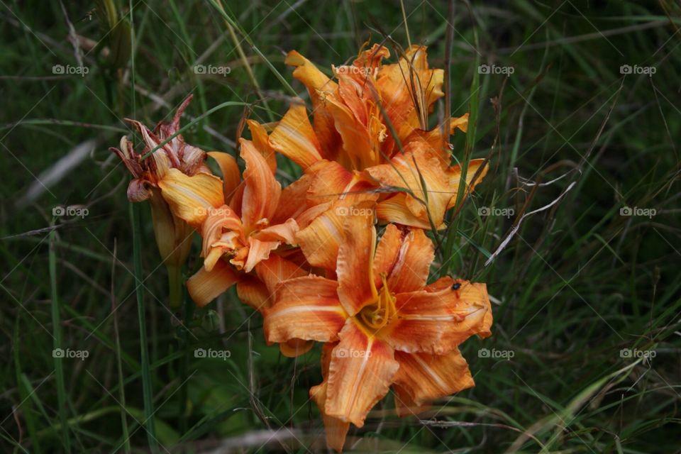 Day lilies