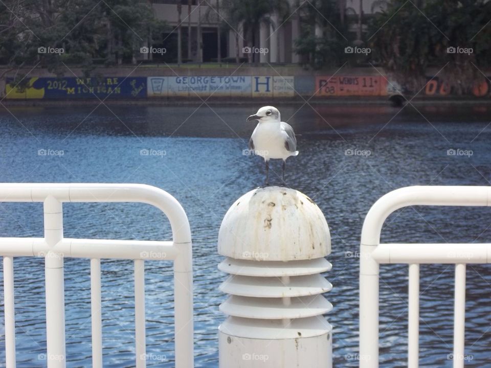 Tampa Seagull