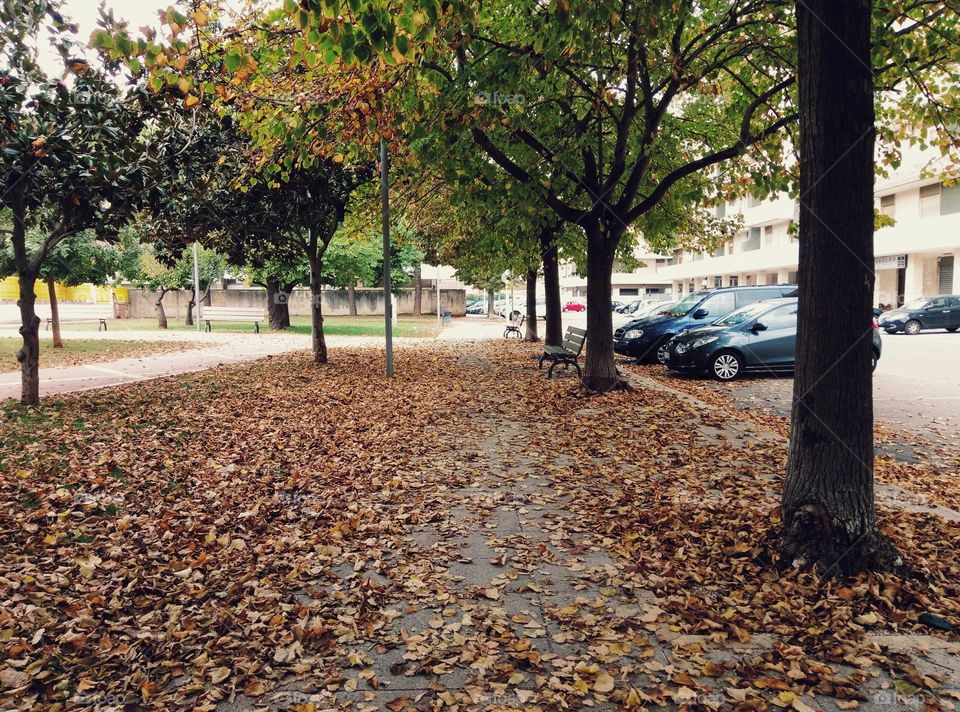 Autumn leaves. View of a sidewalk in Lecce, Italy