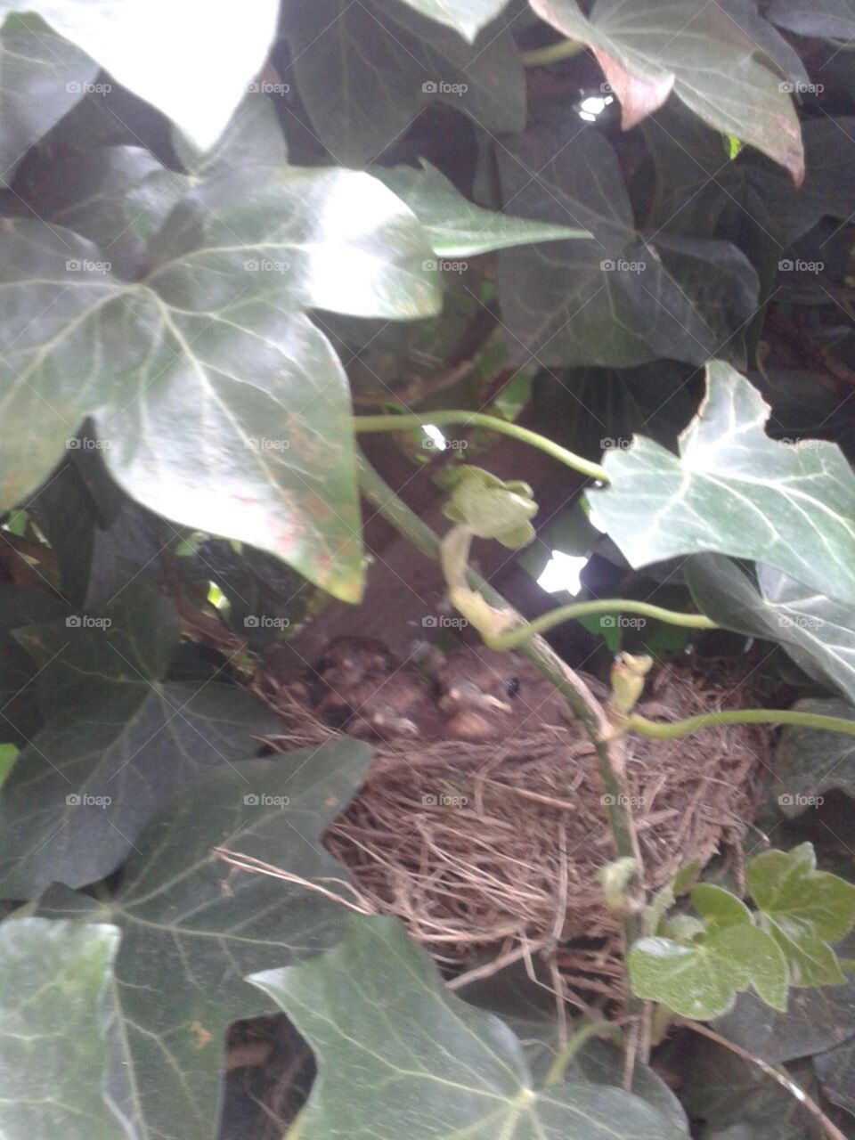 bird nest