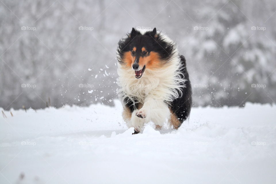 Rough collie running in the snow