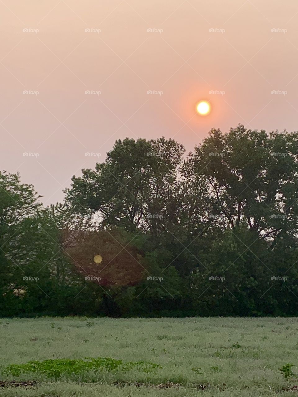 Red sun in a murky sky over treetops along a grassy field in spring (portrait)