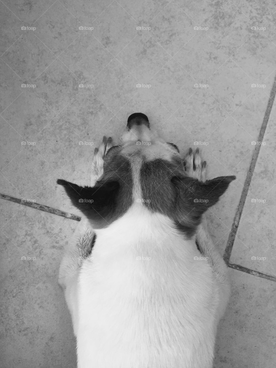 Chihuahua dog sleeping