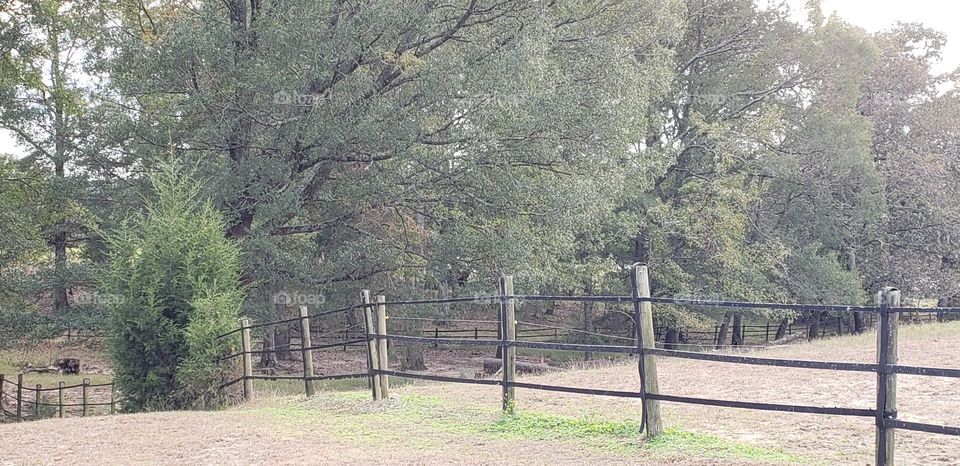 thick and thin vegetation