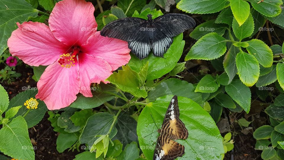 Butterflies in Sardinia