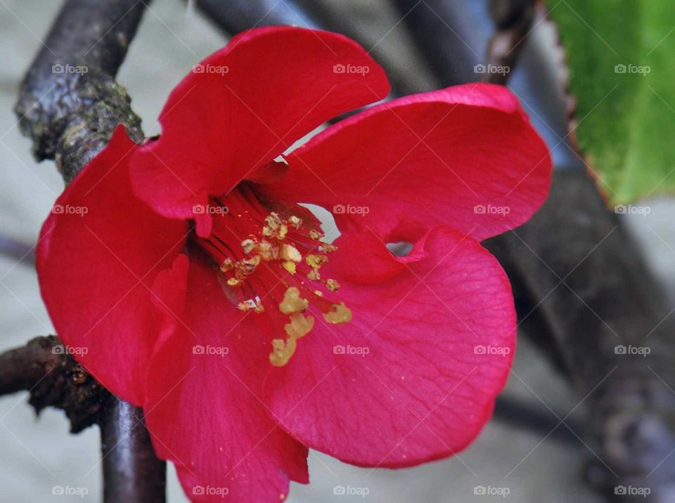 Red petals