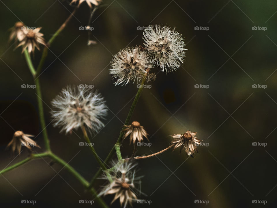 Floral photography - dandelion