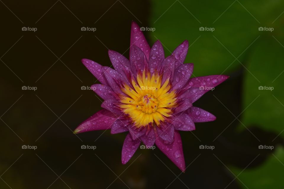 Close up photography of a lotus flower 