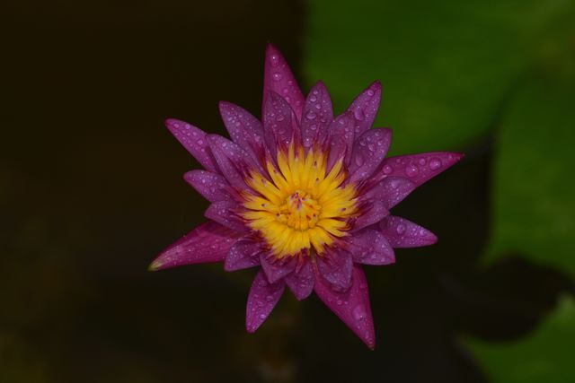Close up photography of a lotus flower 