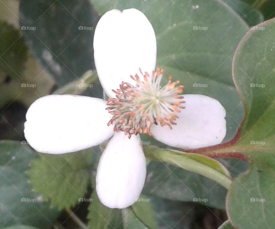 Musandari a beautiful flower