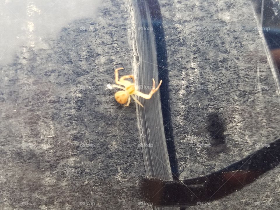 tiny yellow spider on my car window