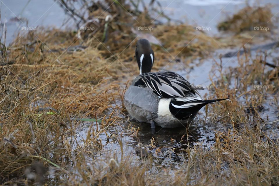 Duck in the water 