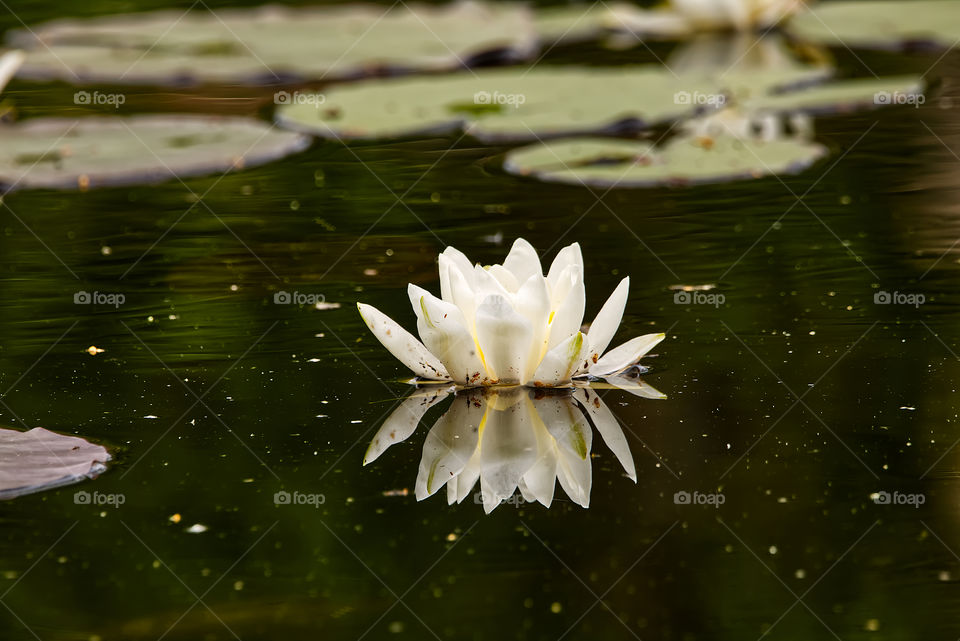 Seerose spiegelt sich im Wasser