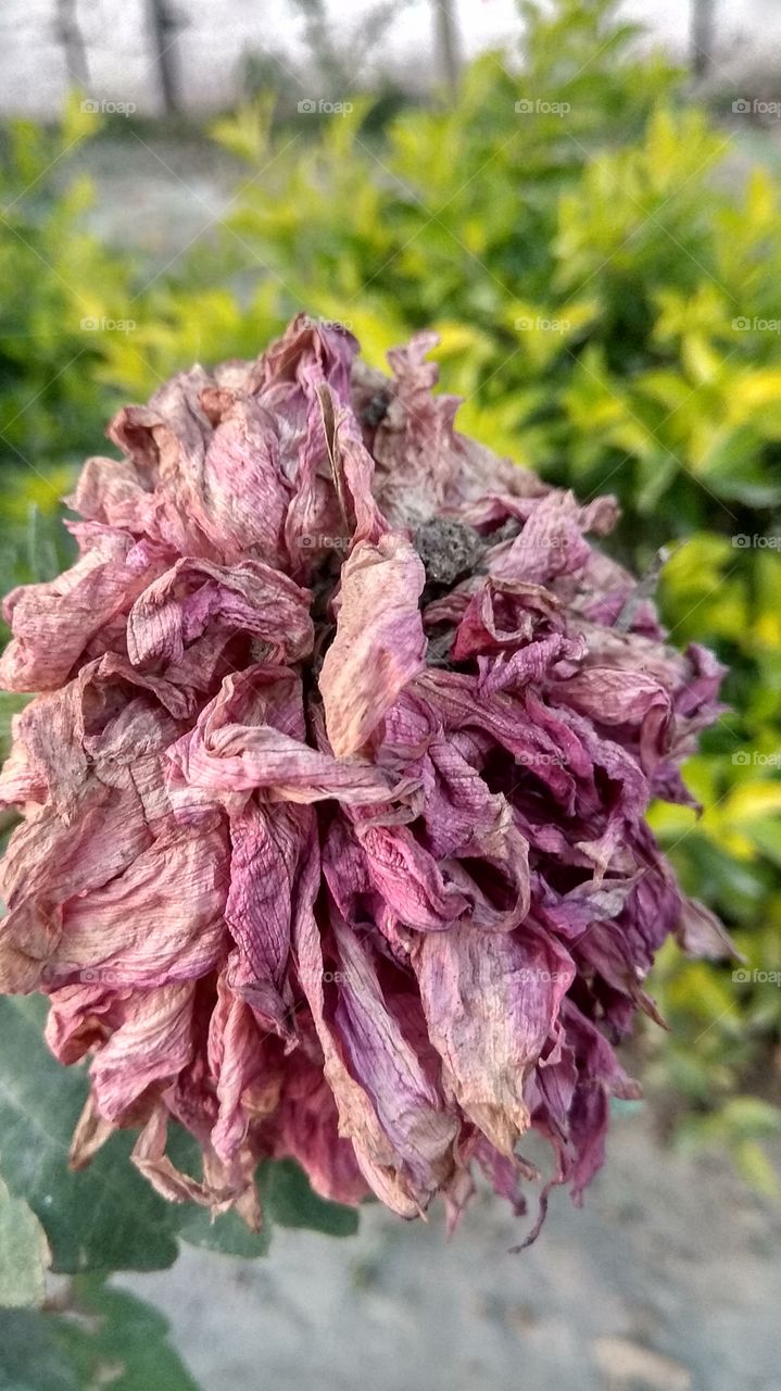 flowers life make softness in environment...safe and Healthy..seeds flowers.