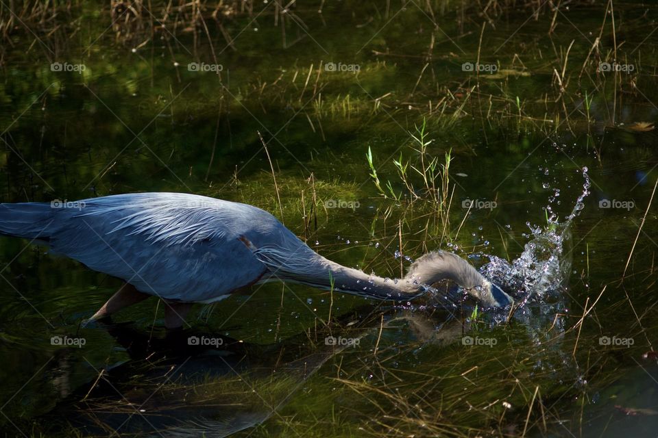 Closeup detail of Great Blue Heron diving for a meal at a lily pond - focus on the water splash, plumage and details