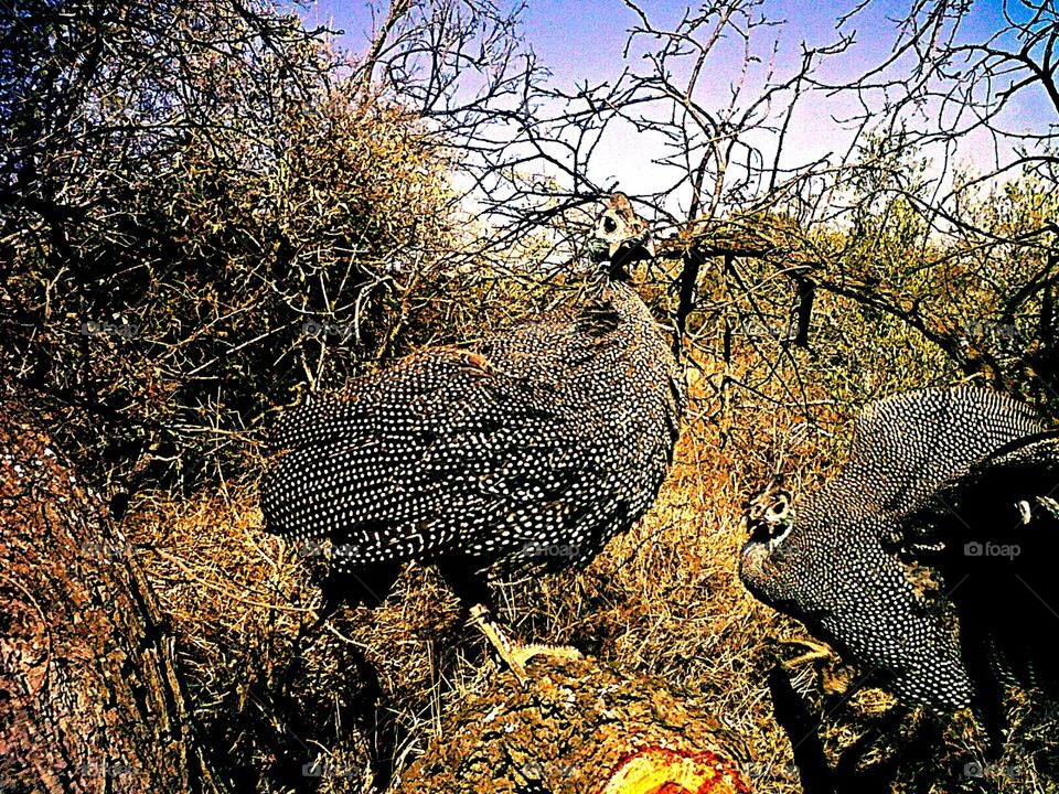 Wild one's. Our own tame South african guineafowl birds, "Tierlantyn" and "Fieterjoel". They follow my Dad wherever he goes :)