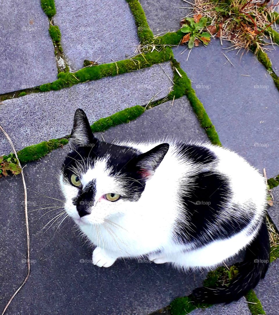 white and black cat with green eyes sitting on pavement