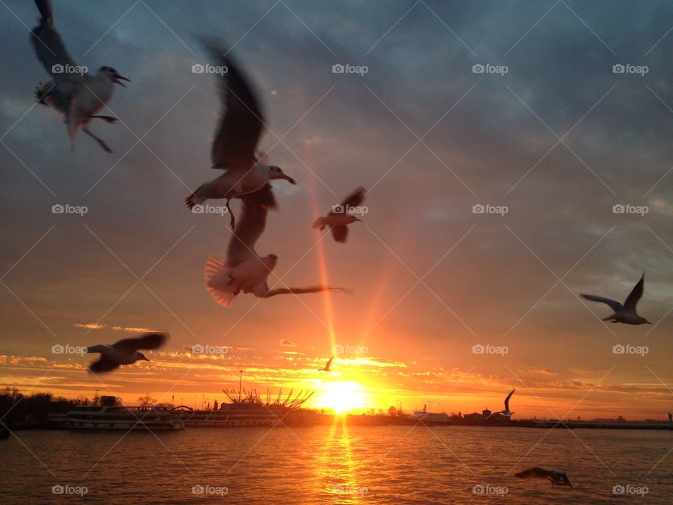 Seagulls, Bird, Sunset, Water, Sky
