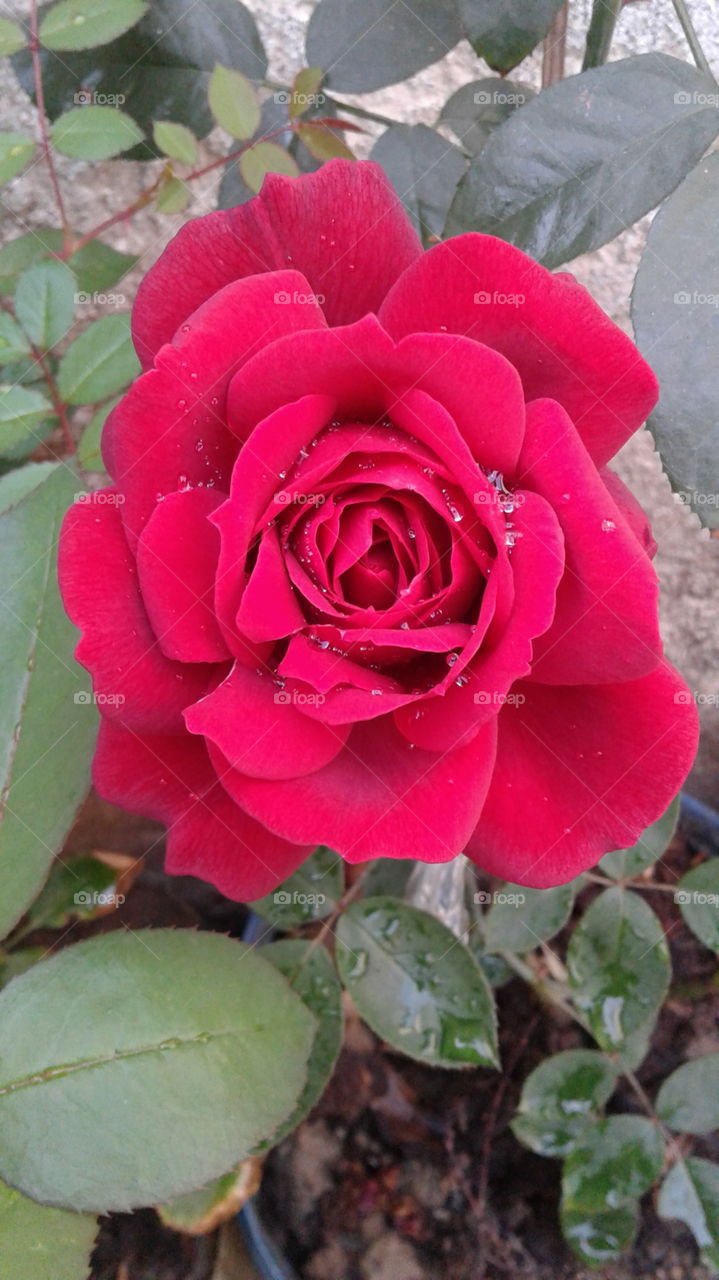 Beautiful House Garden Rose