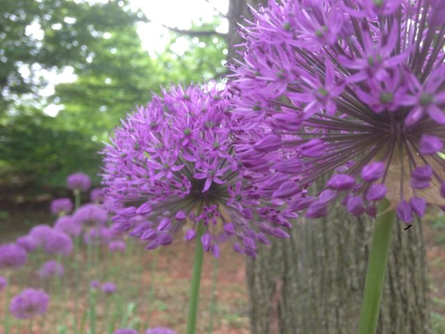 Nature, Flower, Flora, No Person, Summer