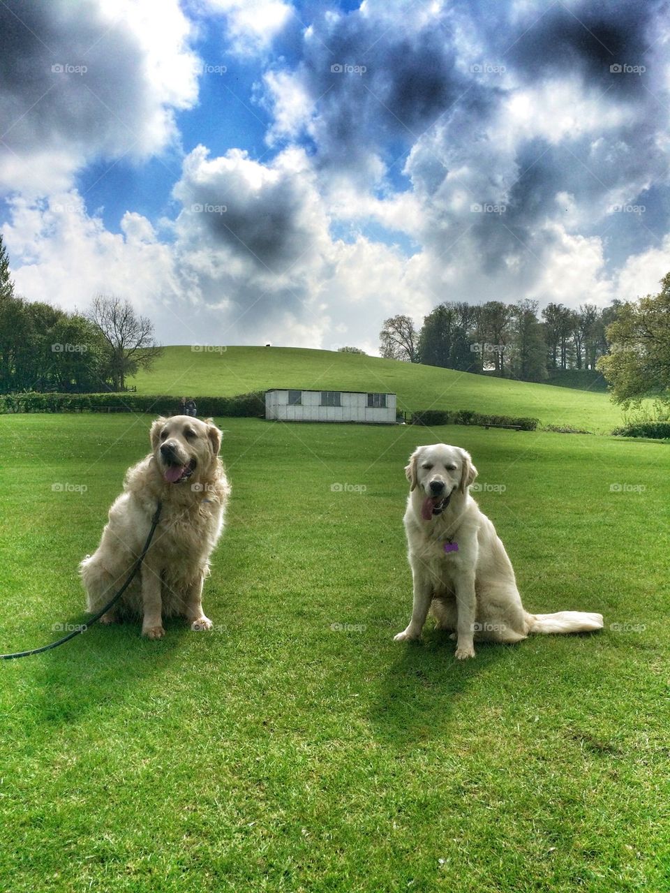 High angle view of dog