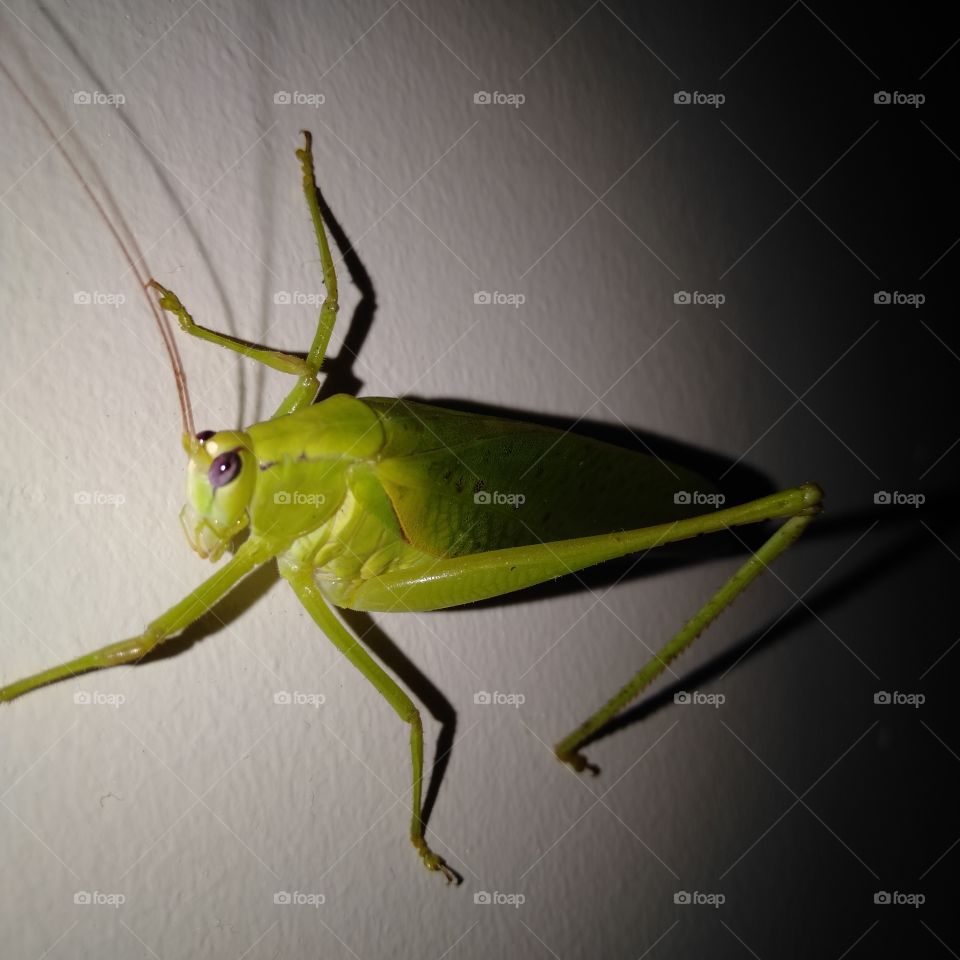 greenish grasshopper!!