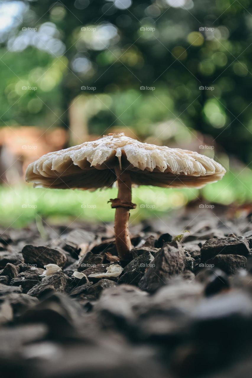 mushroom