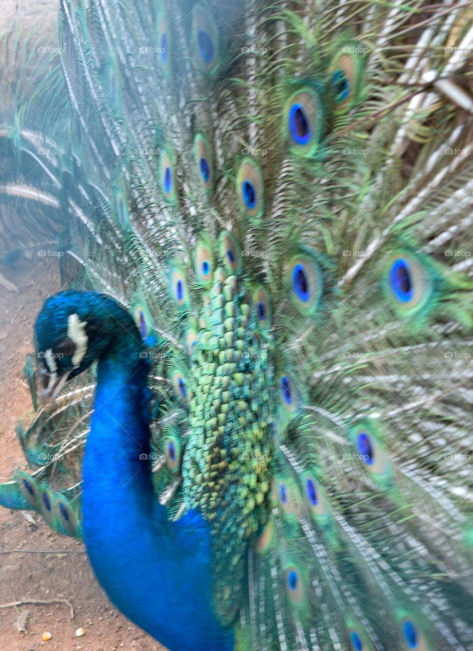 Peacock