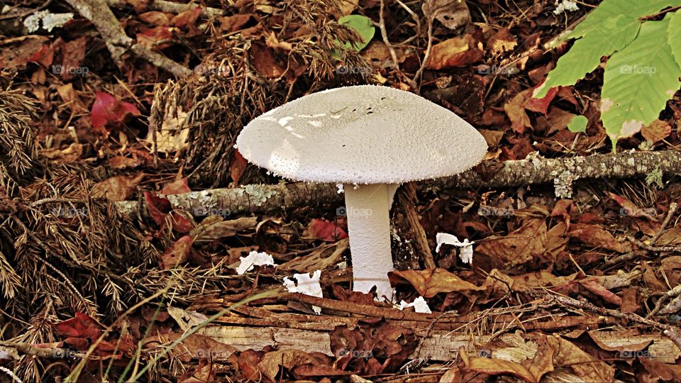 Mushroom on the Forest Floor