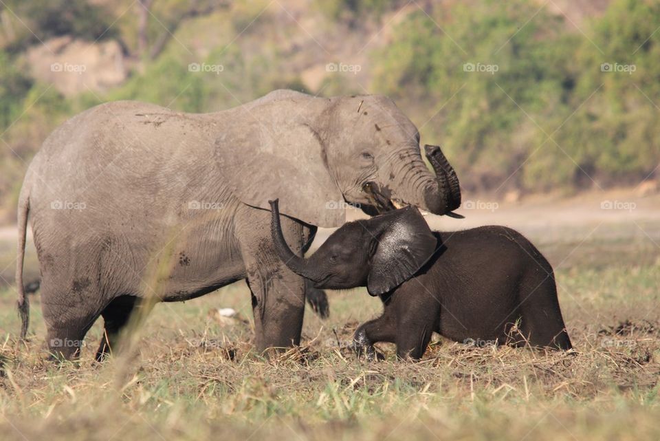 Elephant with attitude