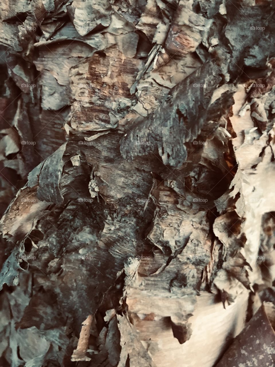 Bark