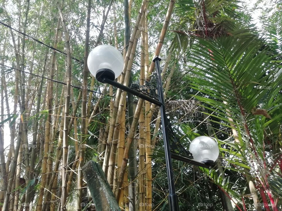 Bamboo trees #light post # resort