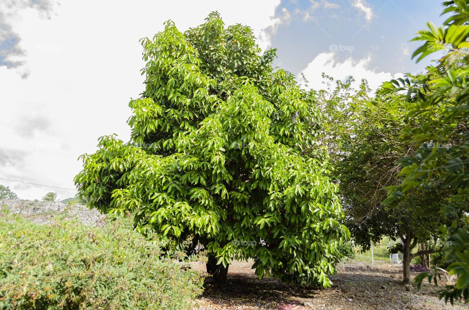 Otaheite Apple Tree