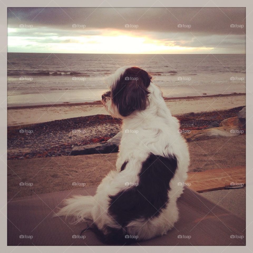 Bella at the Beach