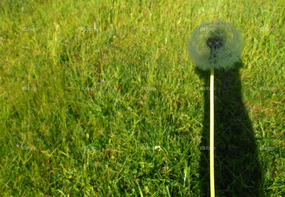 Grass, Lawn, Hayfield, Nature, Field