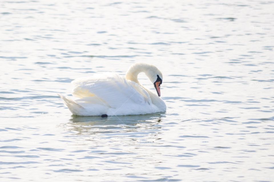 Swan